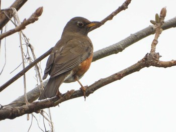 Brown-headed Thrush 印旛沼 Fri, 3/17/2023