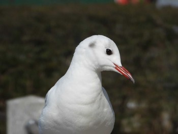 Black-headed Gull Shinobazunoike Thu, 3/16/2023