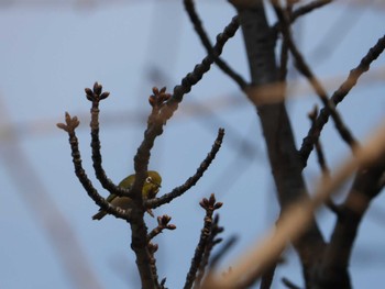 Warbling White-eye Shinobazunoike Thu, 3/16/2023