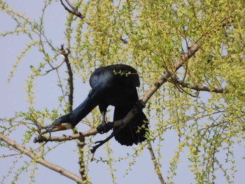 カワウ 不忍池(上野恩賜公園) 2023年3月16日(木)