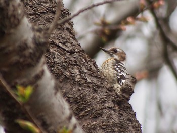 2023年3月17日(金) 葛西臨海公園の野鳥観察記録