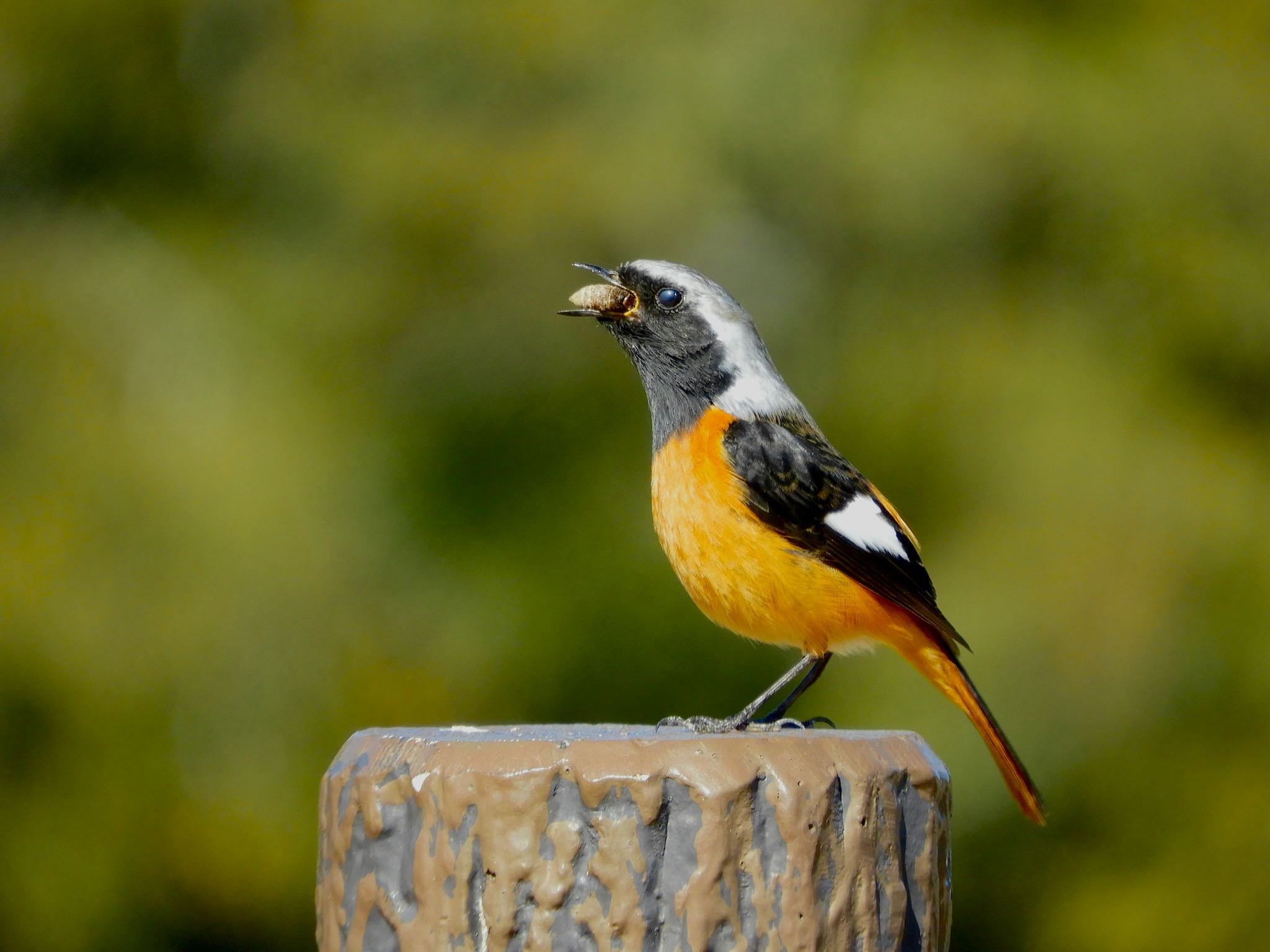 Photo of Daurian Redstart at 福岡県 by たっちゃん365