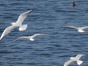 Black-headed Gull 習志野親水護岸 Thu, 3/16/2023