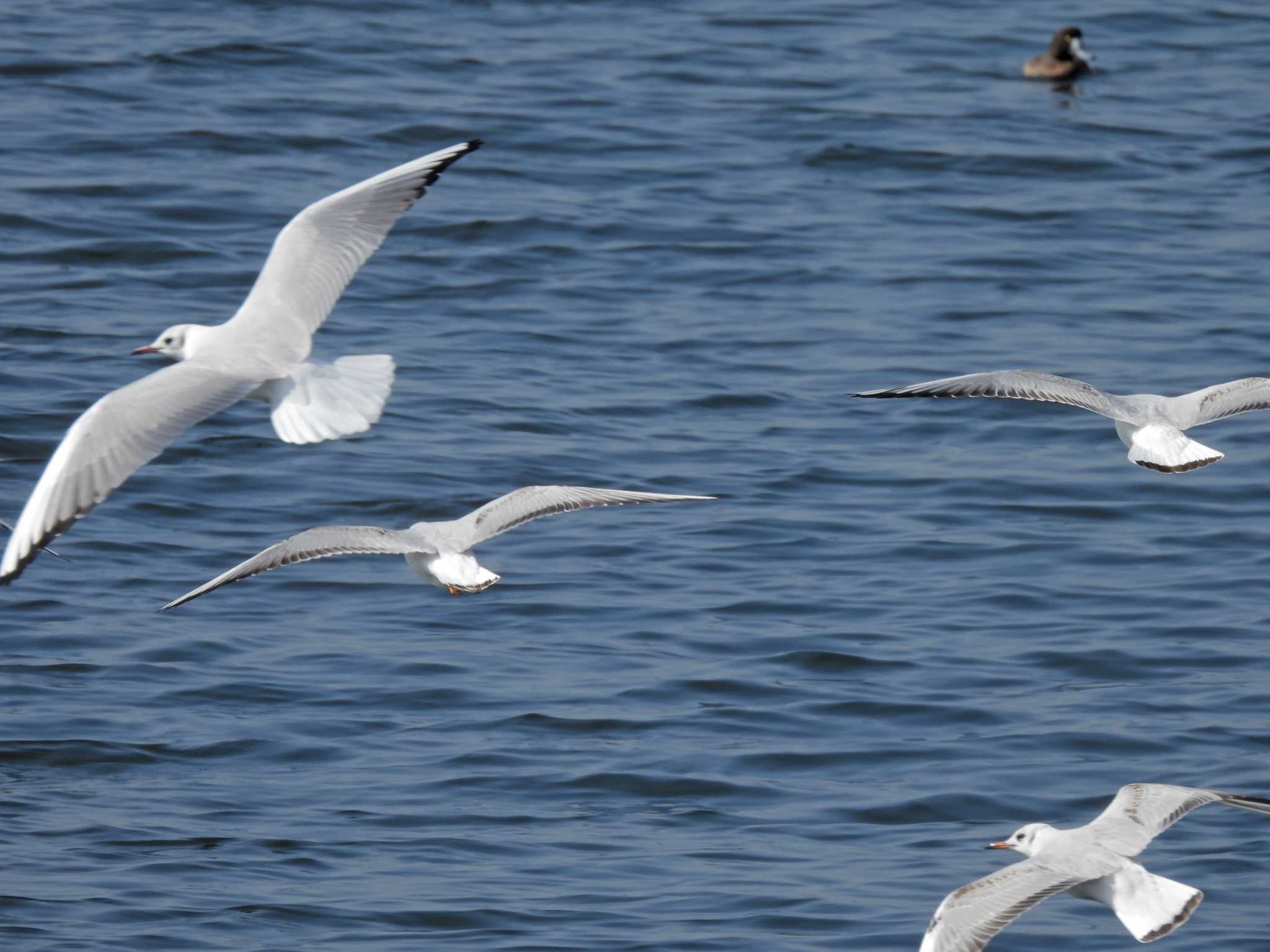 Black-headed Gull