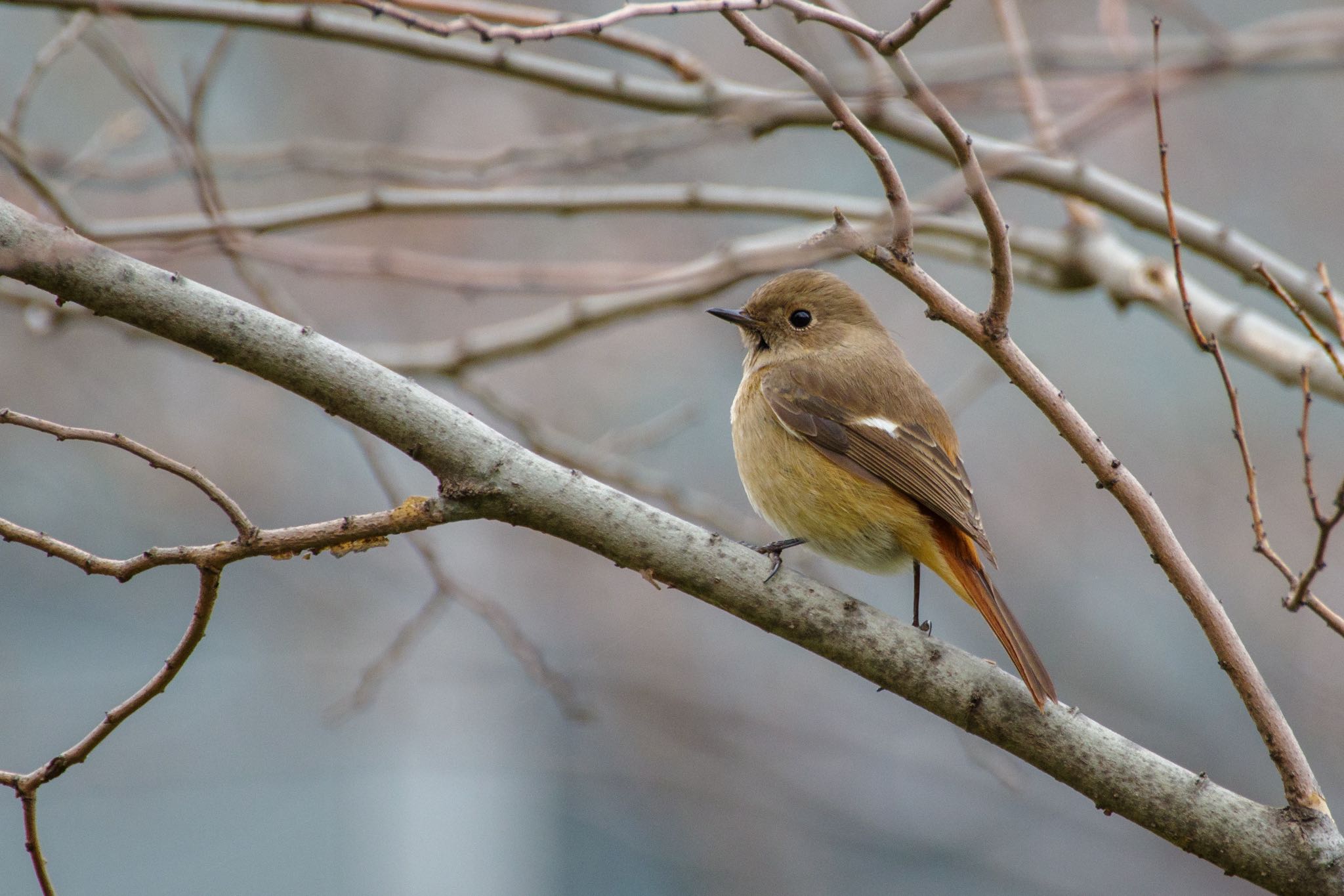 檜町公園(東京ミッドタウン) ジョウビタキの写真 by Marco Birds