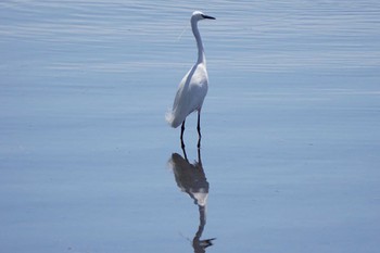 Little Egret 江津湖 Wed, 3/15/2023