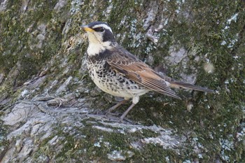 Dusky Thrush 江津湖 Wed, 3/15/2023