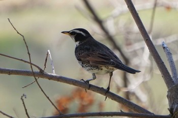 Dusky Thrush 江津湖 Wed, 3/15/2023