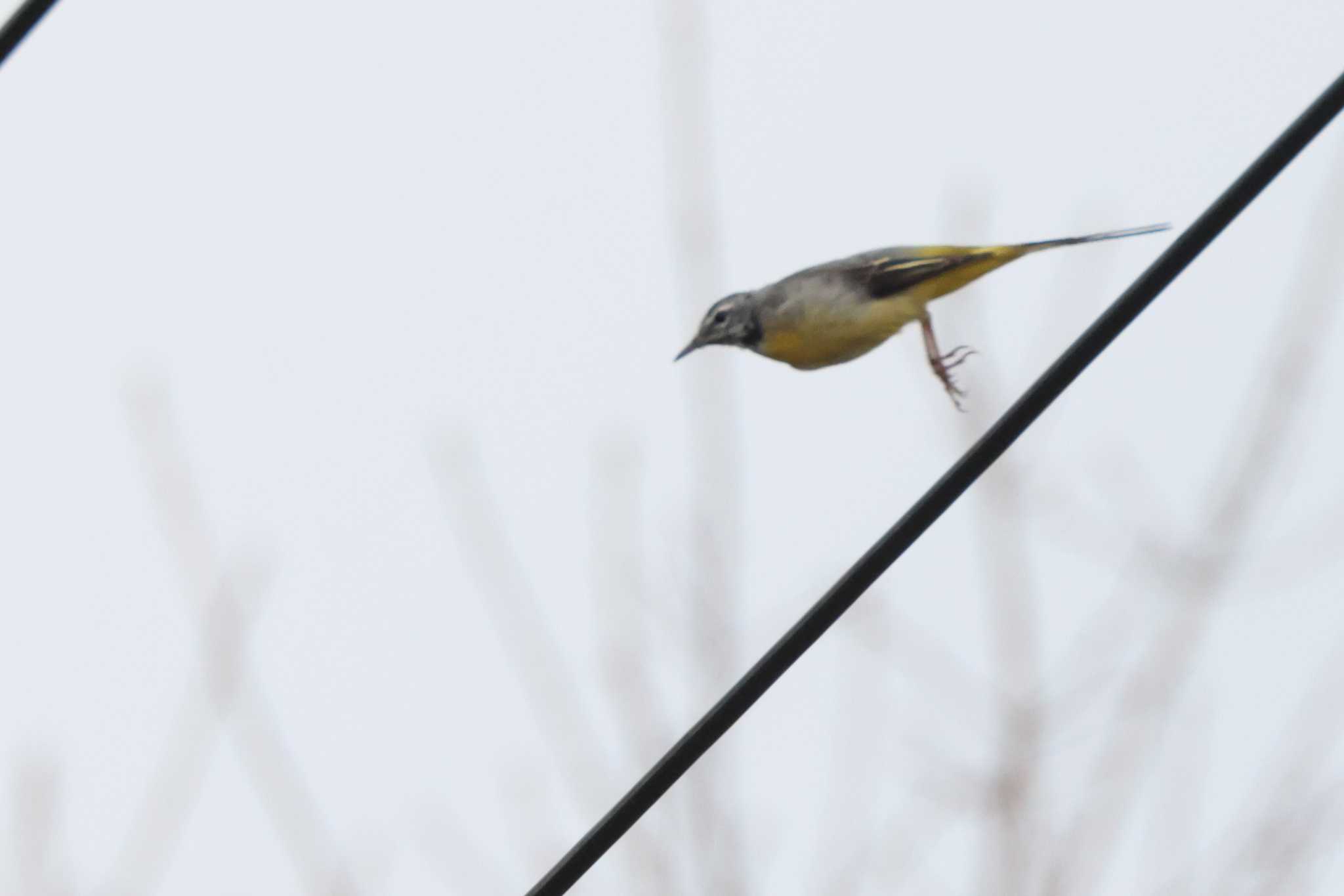 Photo of Grey Wagtail at 養老公園 by OHモリ