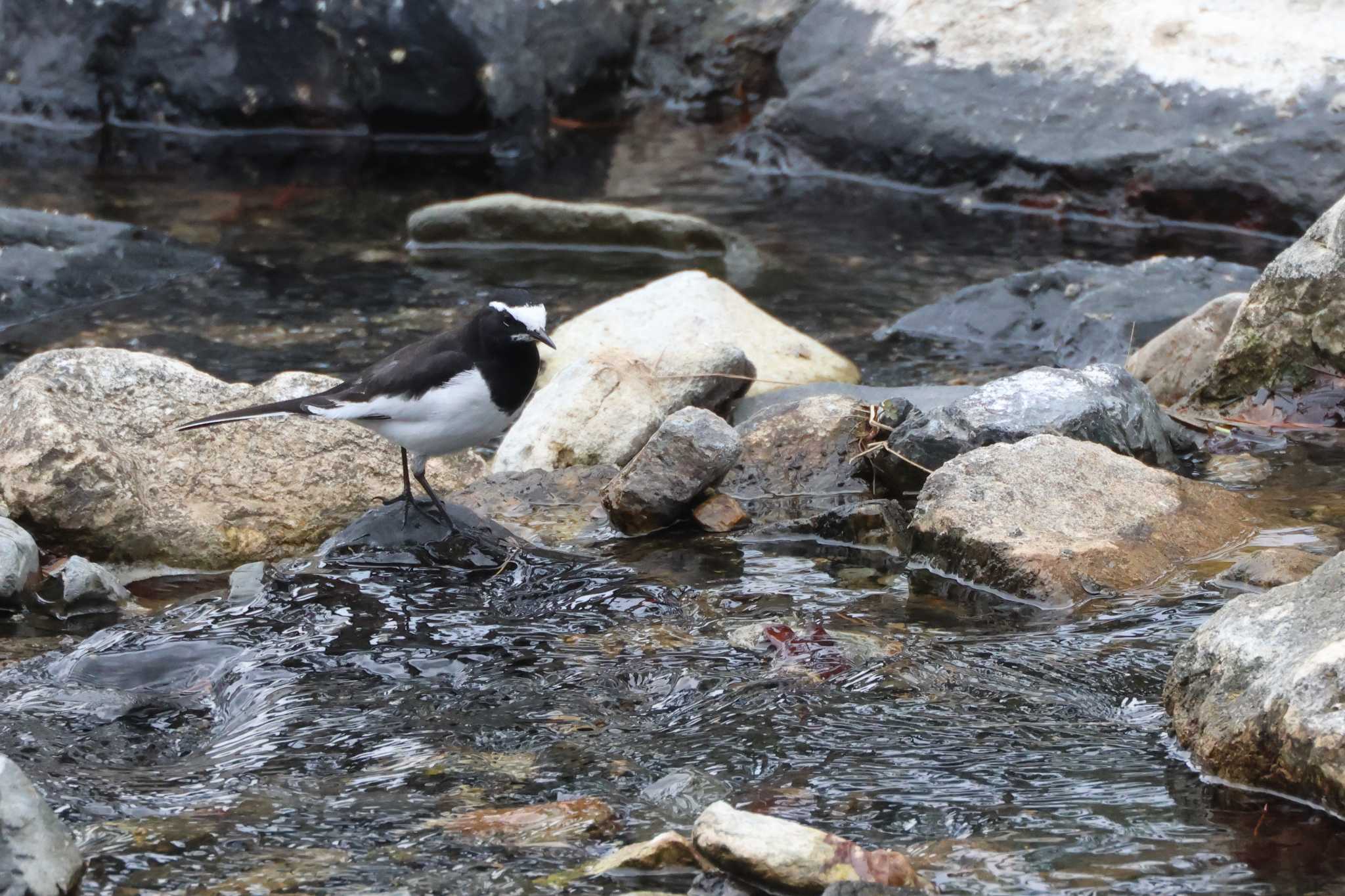 Japanese Wagtail