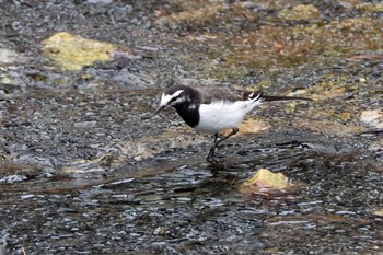 White Wagtail 養老公園 Sun, 3/12/2023