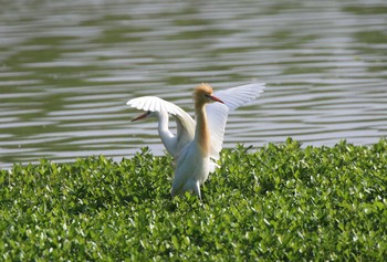 アマサギ 兵庫県伊丹市 2018年5月12日(土)