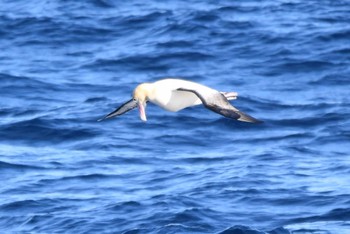 Short-tailed Albatross 八丈島航路 Sun, 2/26/2023