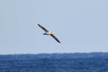 Short-tailed Albatross 八丈島航路 Sun, 2/26/2023