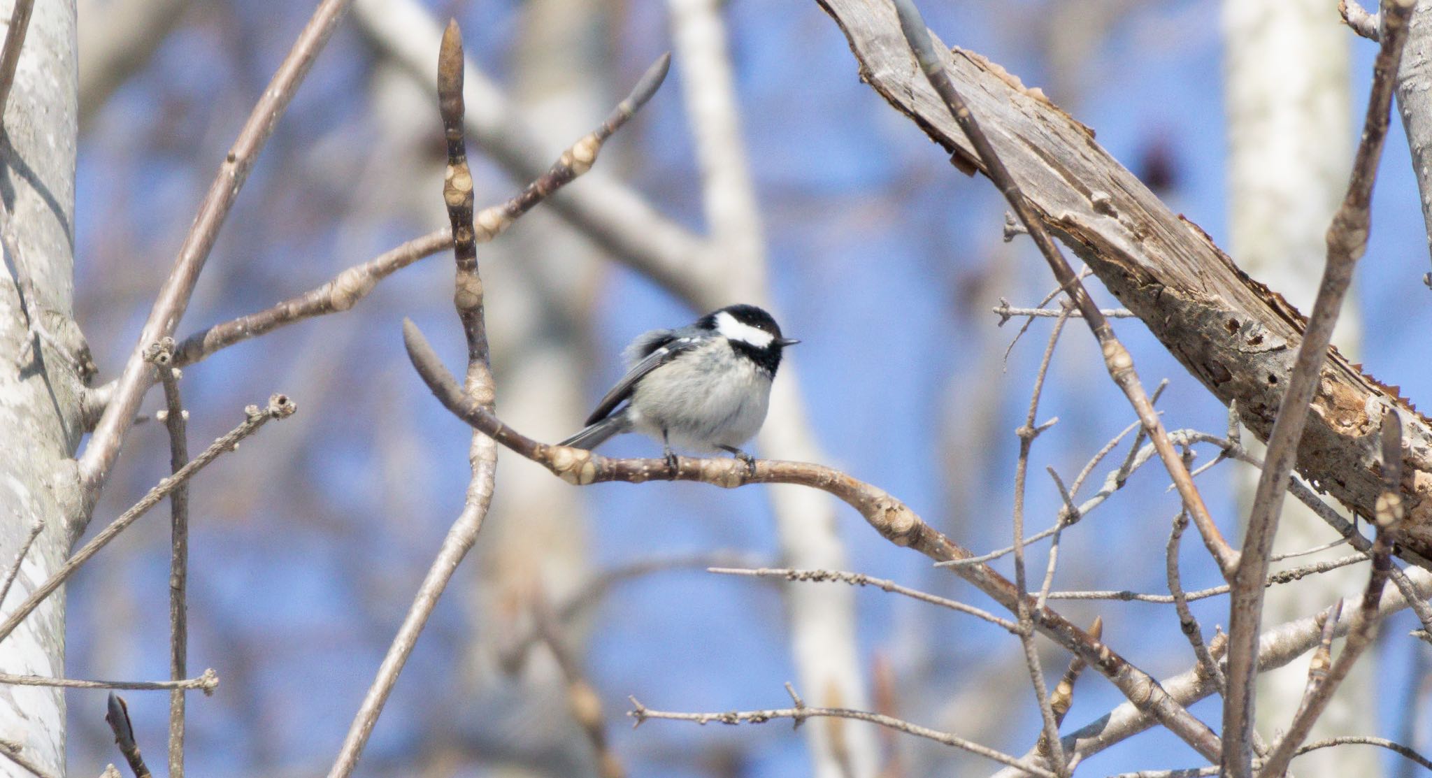 Photo of Coal Tit at 野幌森林公園 by マルCU
