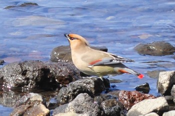 Japanese Waxwing Yamanakako Lake Wed, 3/8/2023