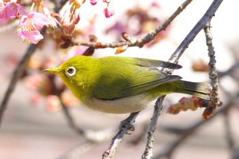 Warbling White-eye 羽村堰(上流) Wed, 2/22/2023