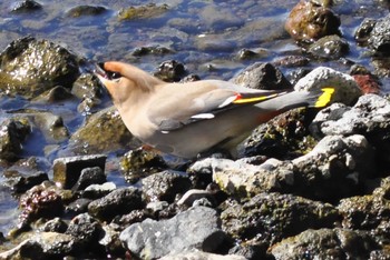 Bohemian Waxwing Yamanakako Lake Sat, 3/11/2023