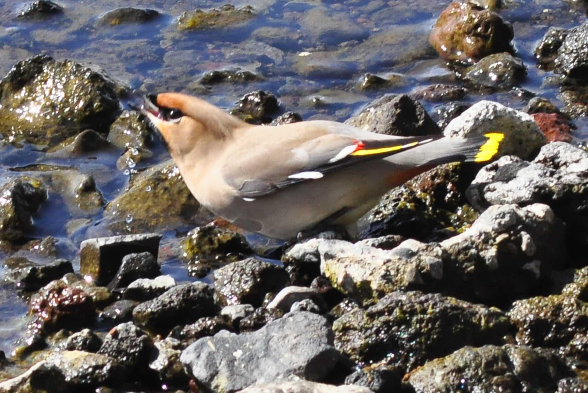 Photo of Bohemian Waxwing at Yamanakako Lake by 佳爺