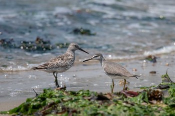 キアシシギ 魚住海岸 2018年5月4日(金)