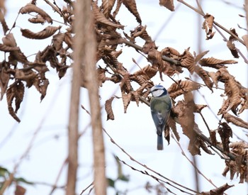 Eurasian Blue Tit Venusberg Fri, 3/17/2023