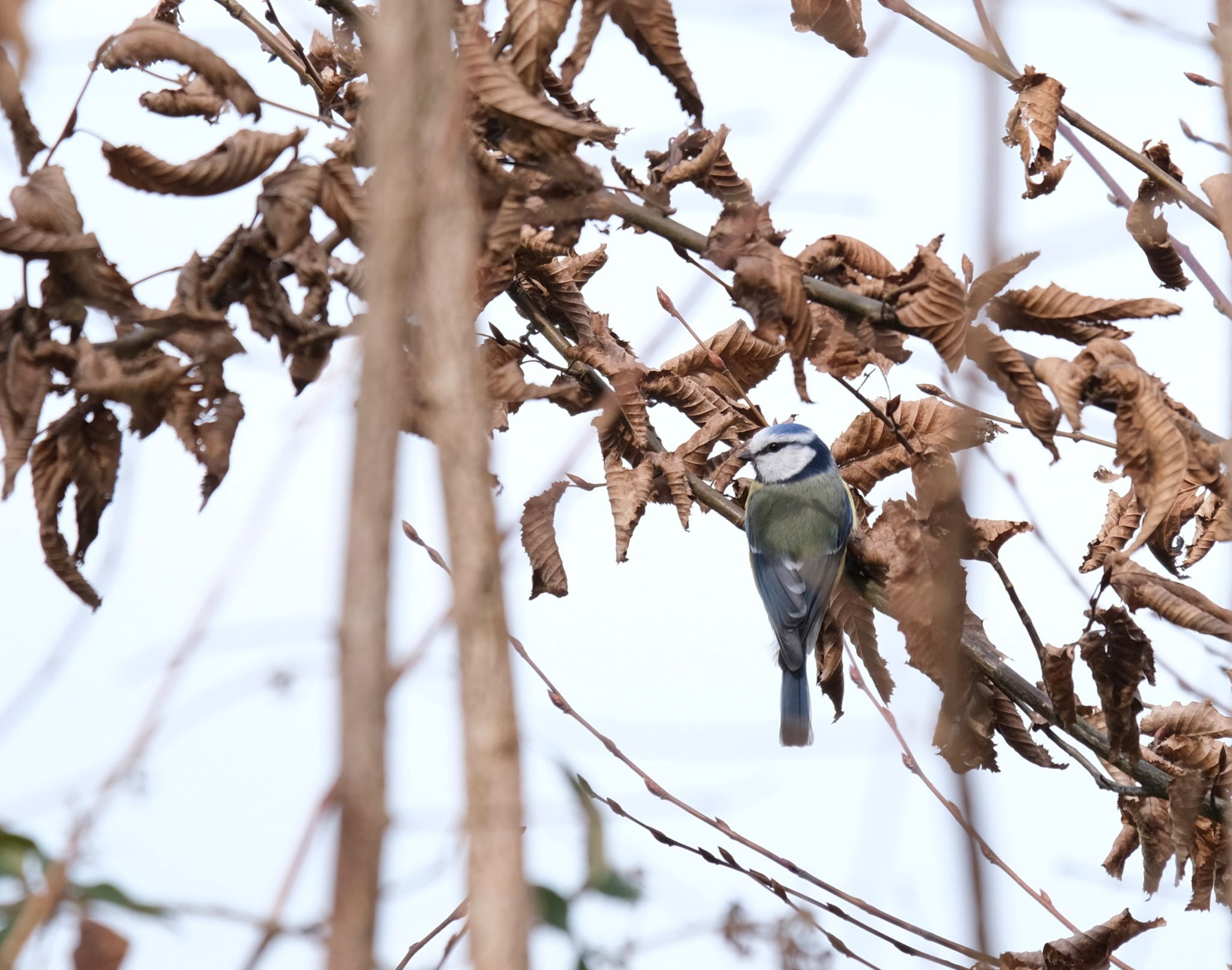 Photo of Eurasian Blue Tit at Venusberg by hidebonn