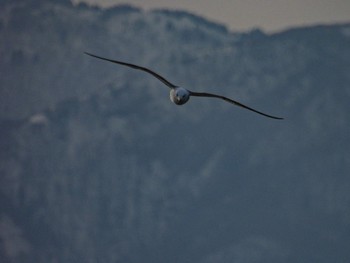 Black-tailed Gull 佐渡航路 Fri, 3/17/2023