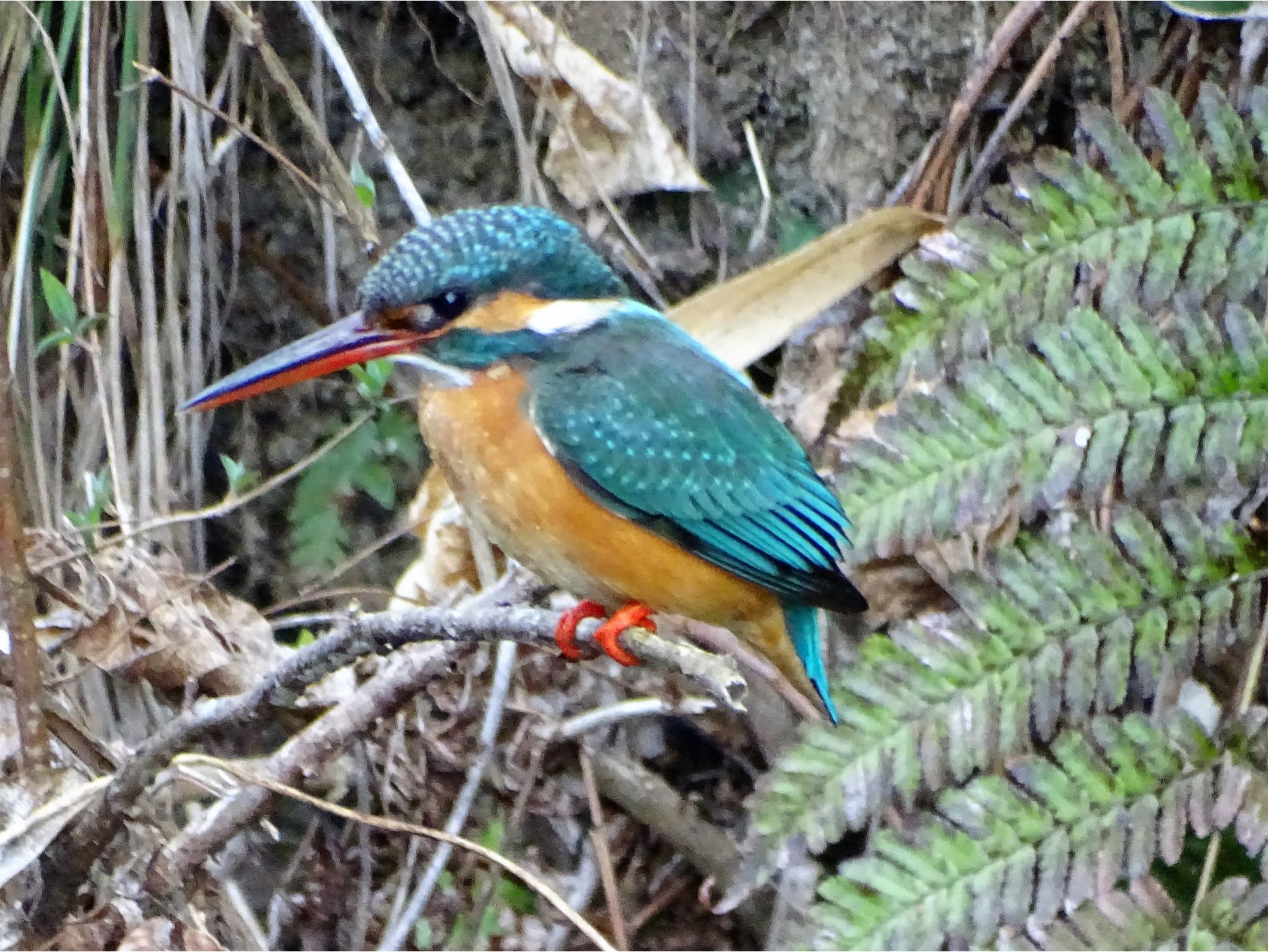 舞岡公園 カワセミの写真