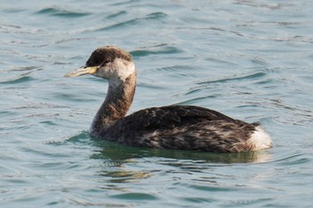 Red-necked Grebe 波崎漁港 Sat, 3/4/2023