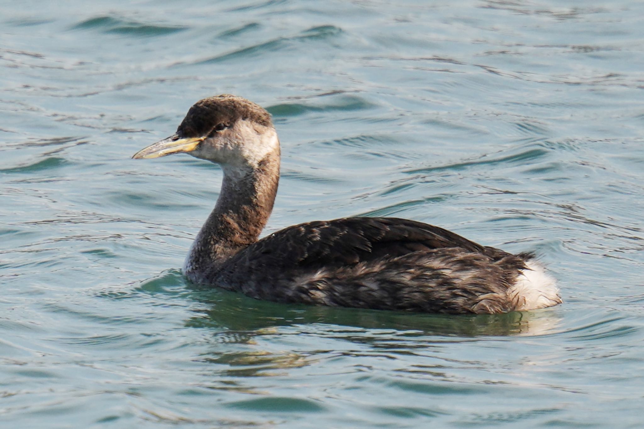 Red-necked Grebe