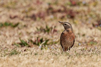 Naumann's Thrush 大室公園 Sat, 3/11/2023