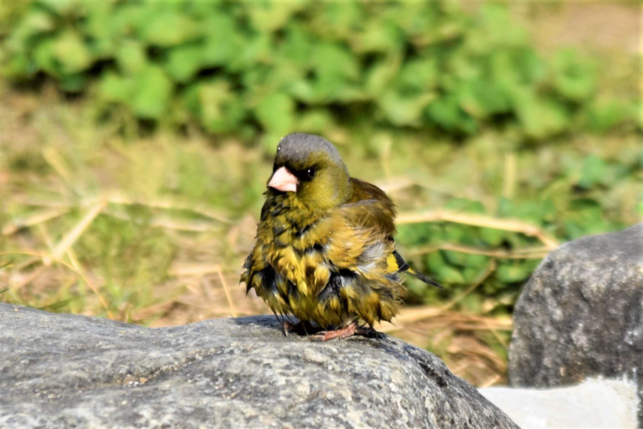 カワラヒワかわえぇー♡