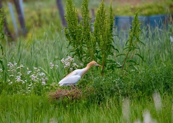 Eastern Cattle Egret 矢切 Fri, 5/4/2018