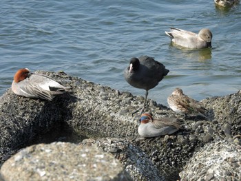 Eurasian Coot 習志野親水護岸 Thu, 3/16/2023