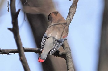 Japanese Waxwing Showa Kinen Park Thu, 3/9/2023