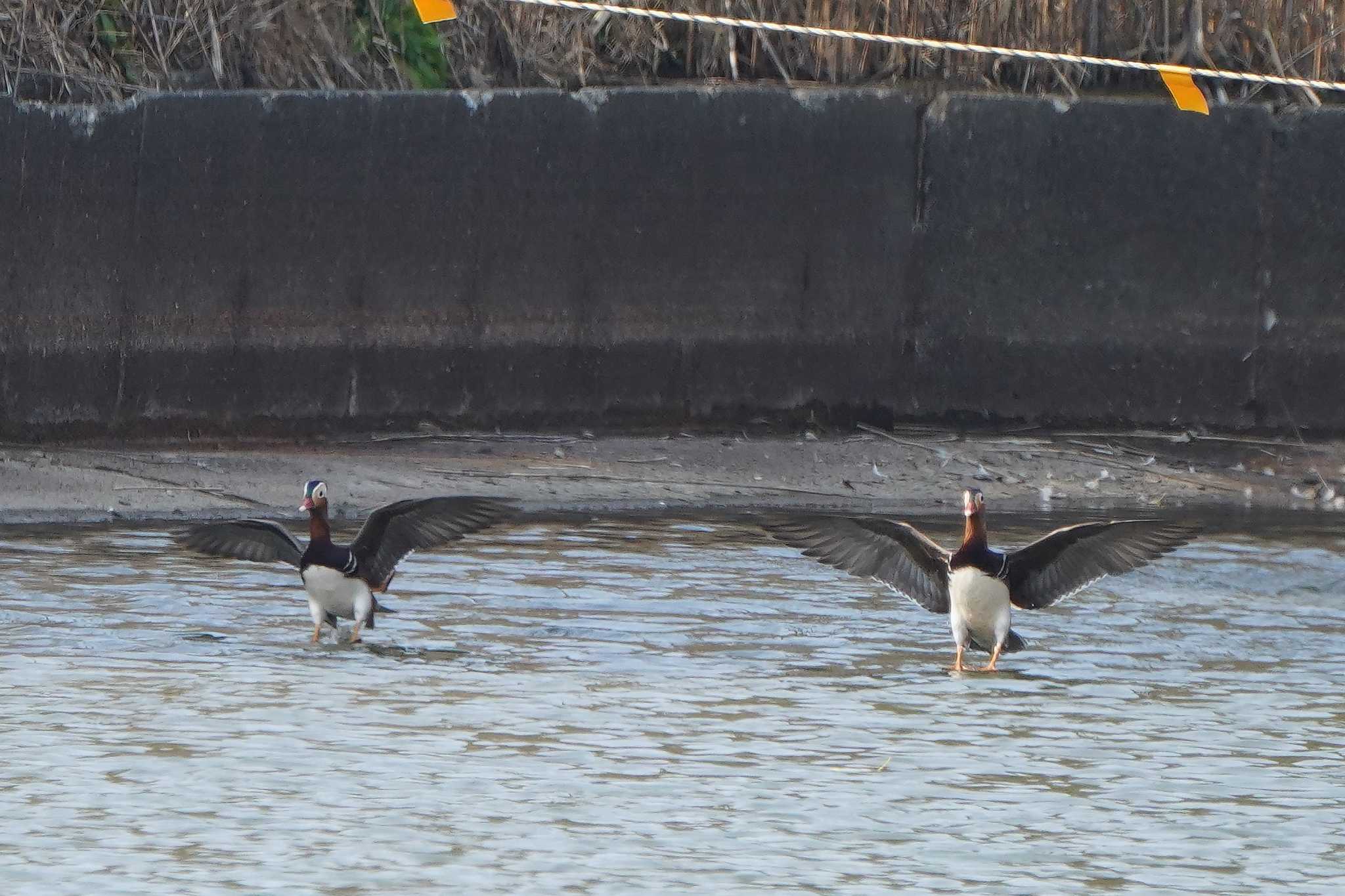 昭和記念公園 オシドリの写真 by アカウント4133