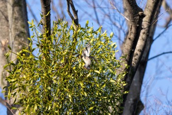 2023年3月4日(土) 東高根森林公園の野鳥観察記録