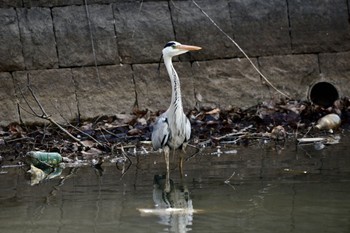 アオサギ 水元公園 2023年3月16日(木)