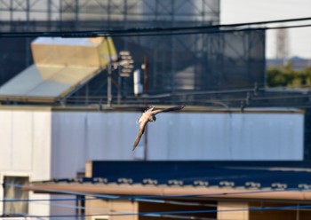 チョウゲンボウ 江戸川 2023年3月14日(火)