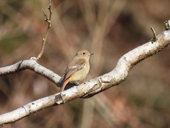 Daurian Redstart 横沢入 Sat, 1/21/2023