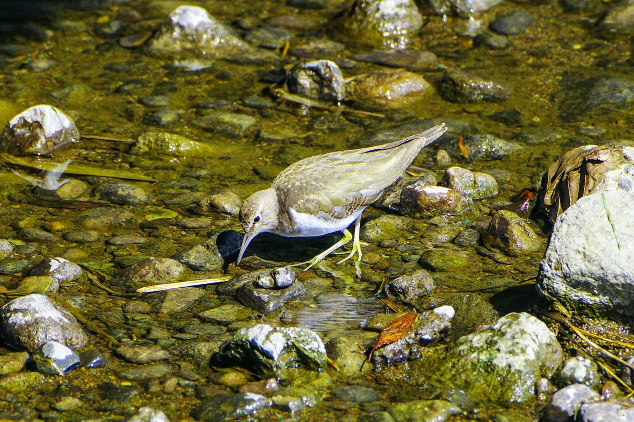 Common Sandpiper