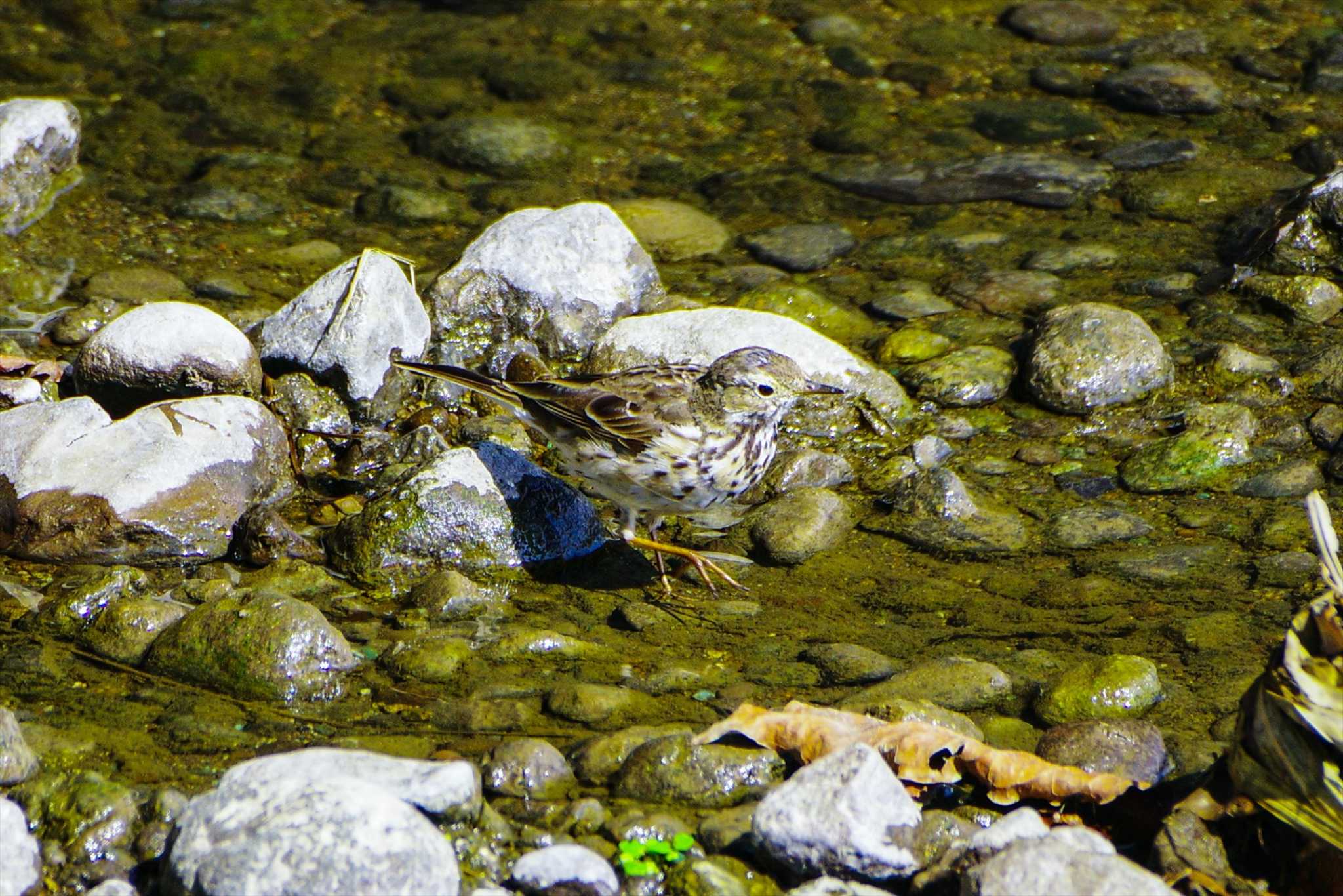 Water Pipit