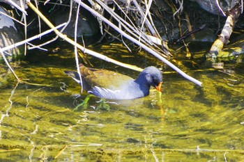 Common Moorhen 玉川(厚木市) Wed, 3/15/2023