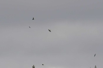 Barn Swallow 珠洲市 Sat, 3/18/2023