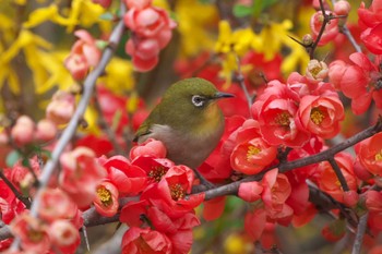 Fri, 3/17/2023 Birding report at 泉の森公園