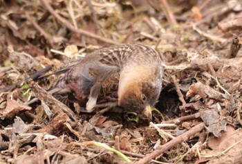 2023年3月17日(金) 筑波山の野鳥観察記録