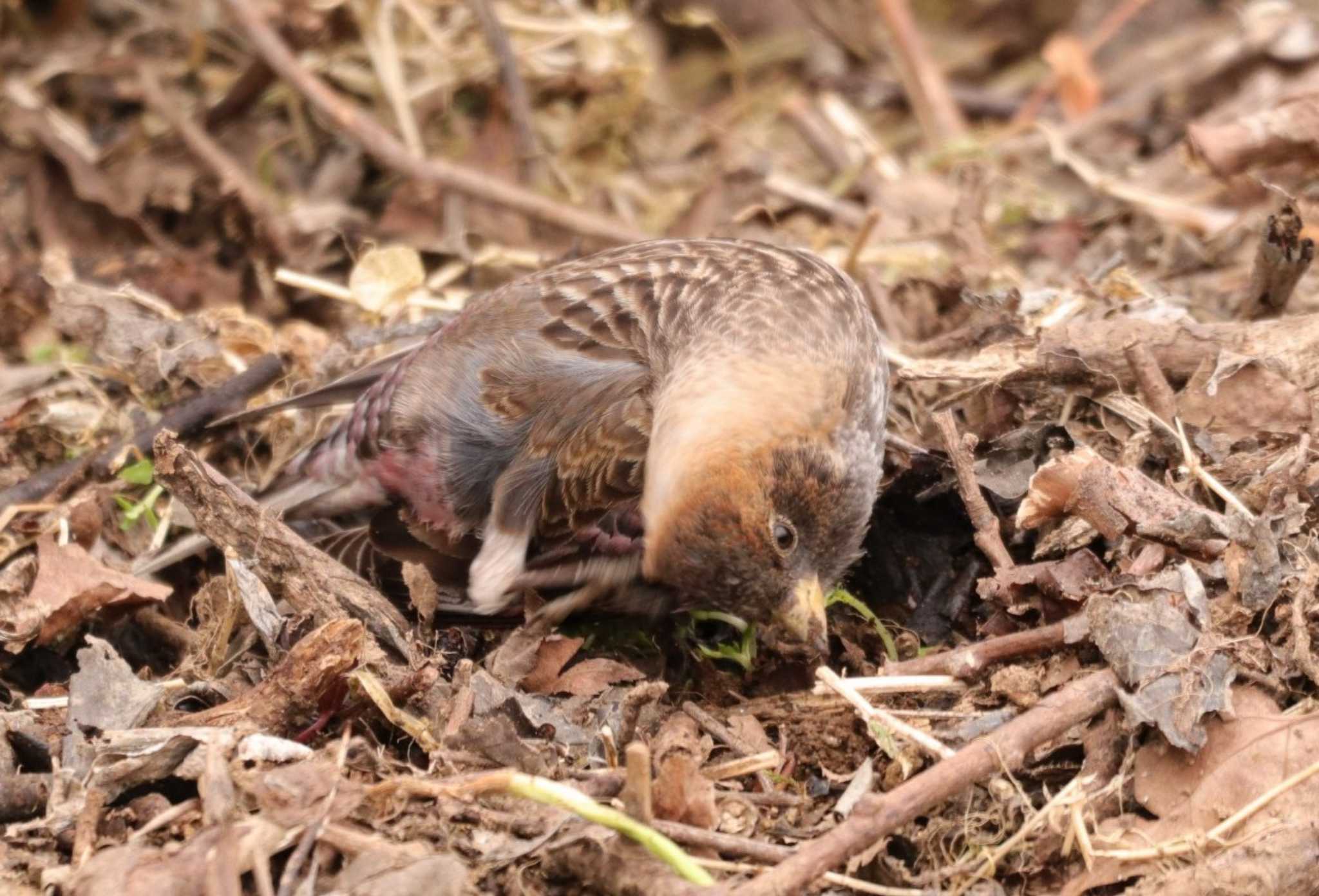 Asian Rosy Finch