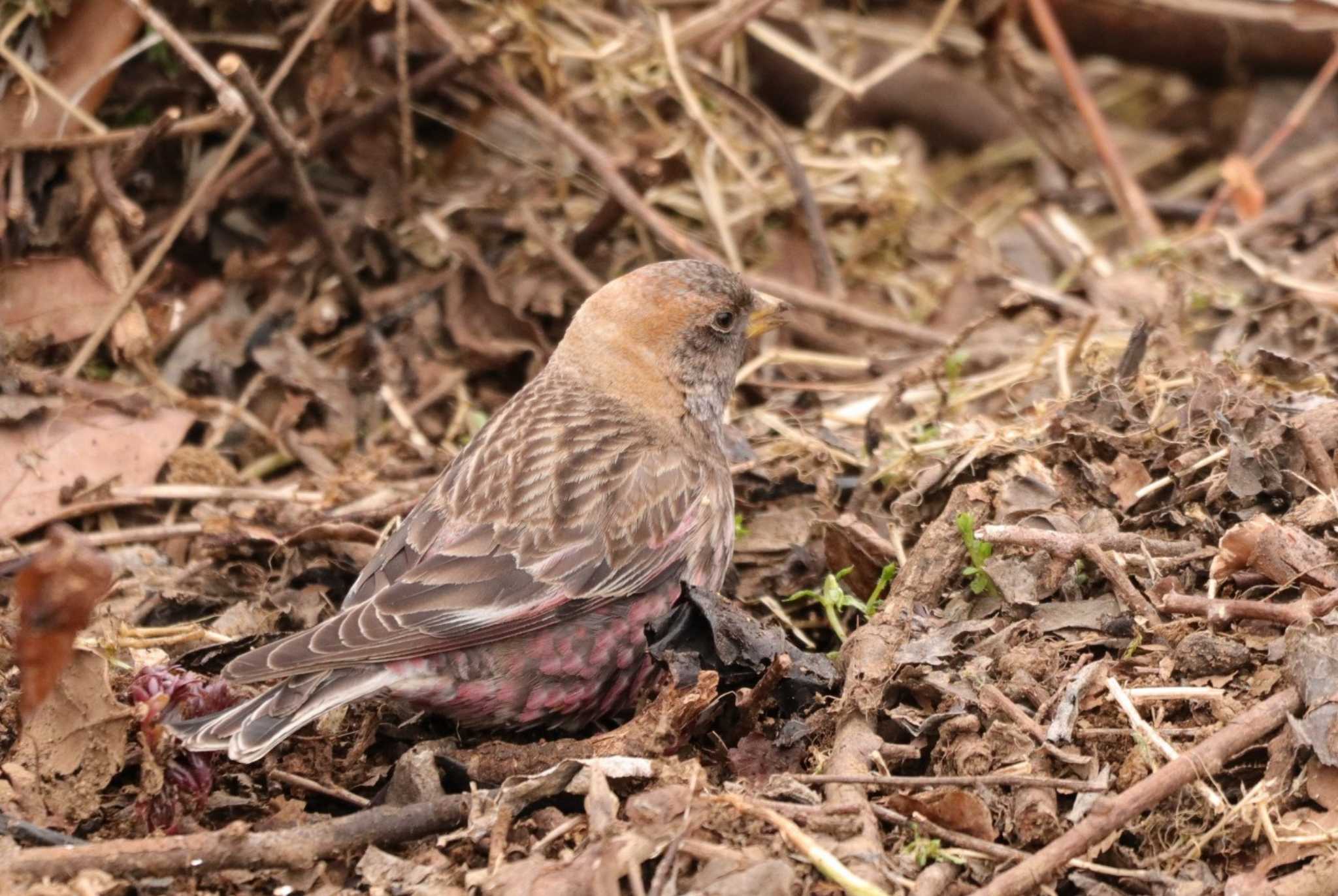 Photo of Asian Rosy Finch at Mt. Tsukuba by ひろ