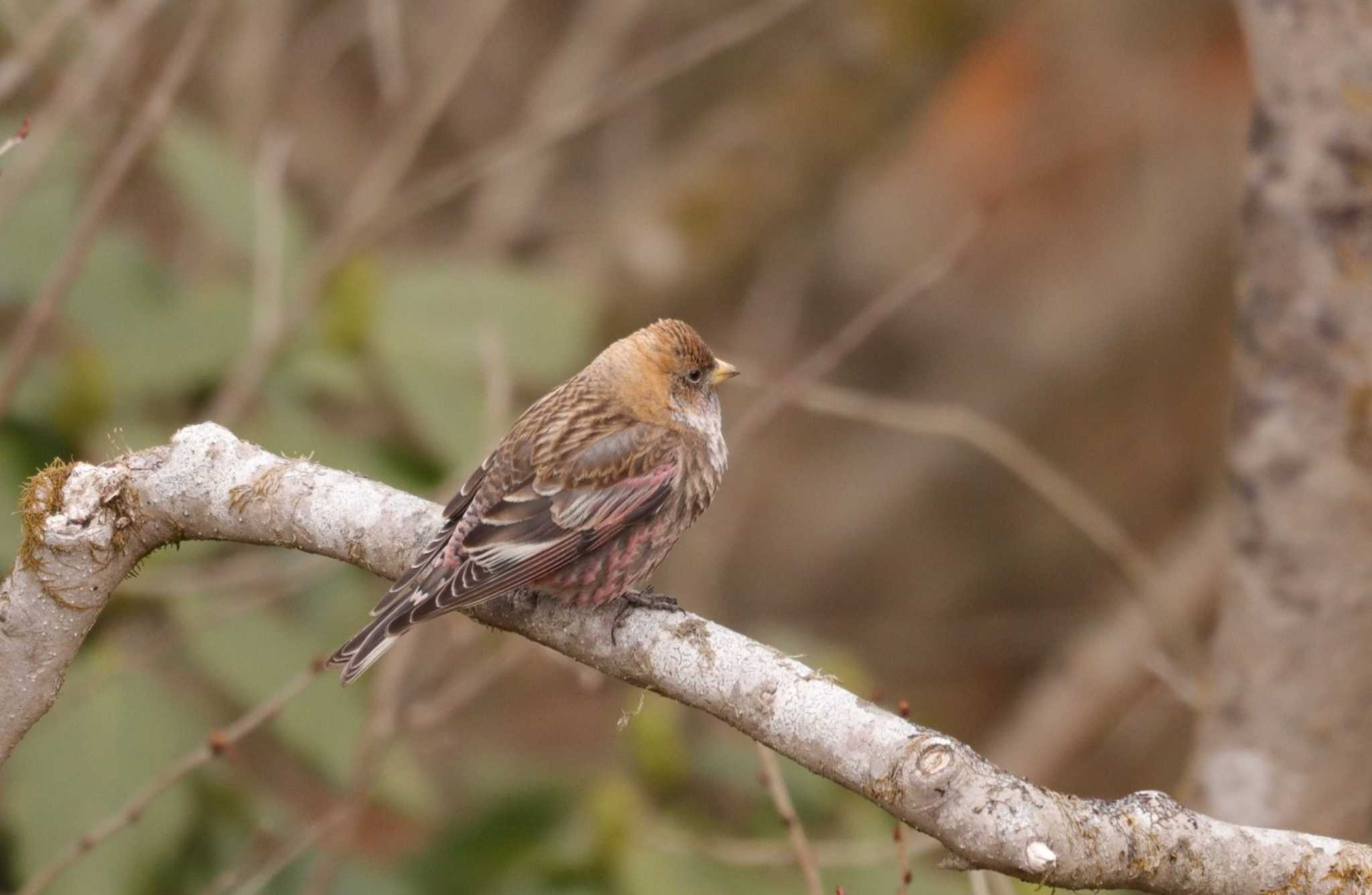 Asian Rosy Finch