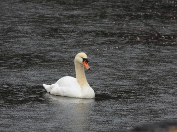 2023年3月18日(土) 皇居の野鳥観察記録